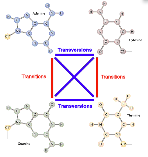 Transitions and transversions